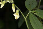 Apalachicola wild indigo